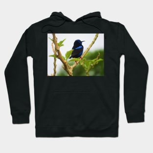 Red Legged Honeycreeper Hoodie